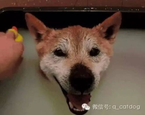 洛阳宠物上门服务，您家的宠物洗澡方便吗？
