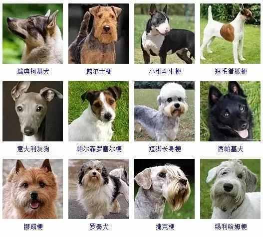 你认识几个 宠物狗名称有哪些 白色宠物狗名字和图片