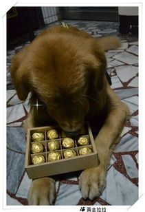 宠物吃白巧克力会有什么后果?