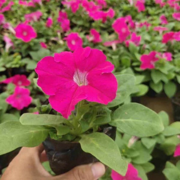 玫红色矮牵牛花苗杯苗盆栽