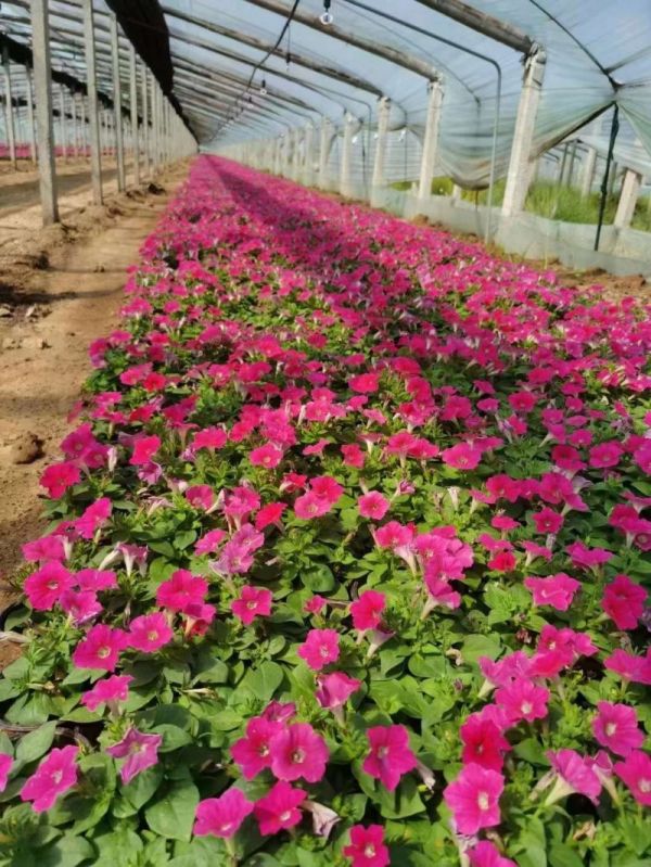 矮牵牛种植基地杯苗盆栽容器苗