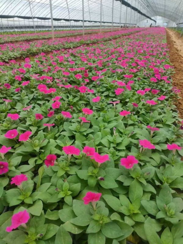 矮牵牛种植基地杯苗盆栽容器苗