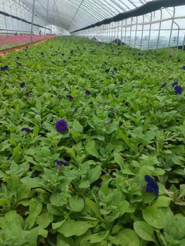 矮牵牛种植基地杯苗盆栽容器苗