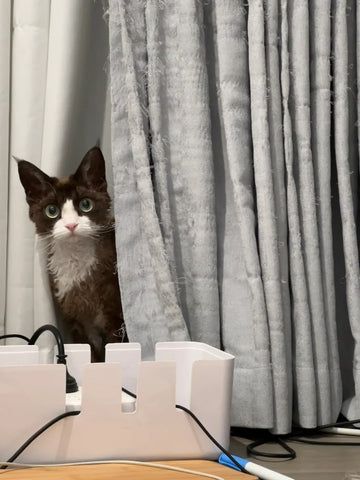 宠物友好窗帘：适合狗狗和猫咪主人的最佳窗户装饰