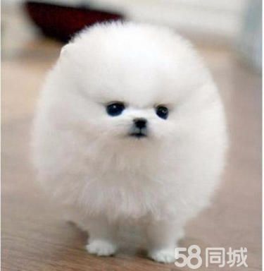 博美犬 适合当伴侣犬 小巧可爱 可视频