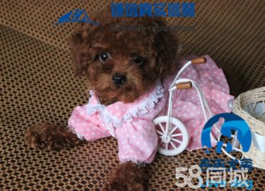 茶杯、迷你、玩具泰迪，各种颜色，包纯种健康养活