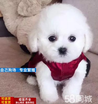 超级可爱的茶杯体泰迪熊宝宝,城市家庭喂养的*选