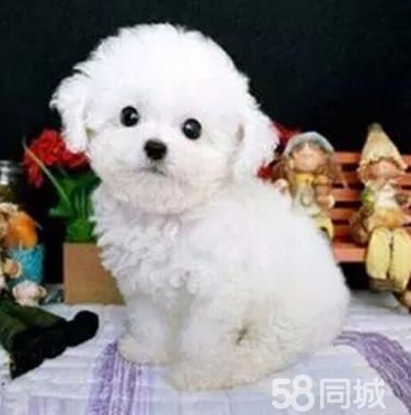 超萌泰迪熊犬 多色可选 公母均有