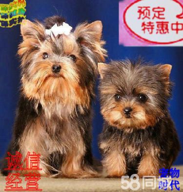 【约克夏、三针做齐、可送货上门】保纯种健康签协议
