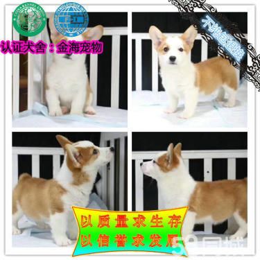 出售纯种《柯基犬》《双色三色柯基犬》保证健康