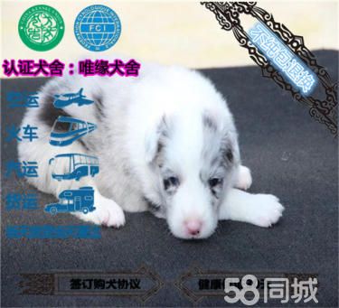 出售纯种边境牧羊犬七白到位的边牧包健康纯种疫苗已做