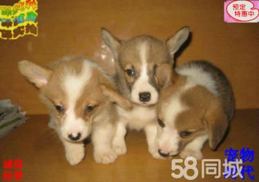 出售纯种柯基犬 健康质保