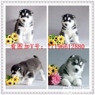 3个月的哈士奇1000元（公母均有）
