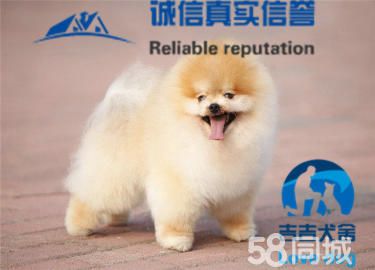 哈多利球型博美，博美俊介，超级可爱的宝宝出售