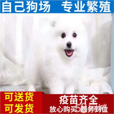 哈多利球体博美宝宝公母都有百分*百的保健康保证