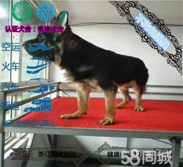 纯种德国牧羊犬幼犬黑背弓背弯腿血统纯种包健康