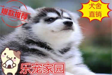 哈士奇雪橇犬/带血统证书/签协议