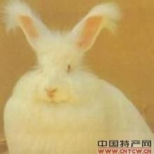 “白雪公主”长毛兔