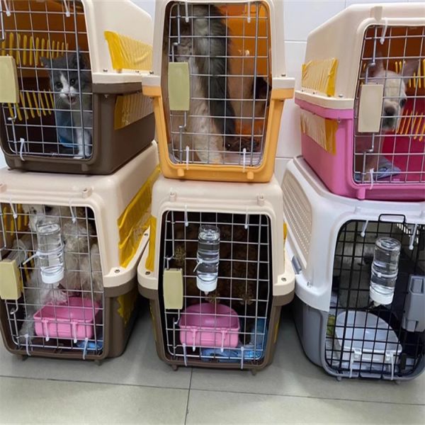 托运）阜阳猫咪托运托运