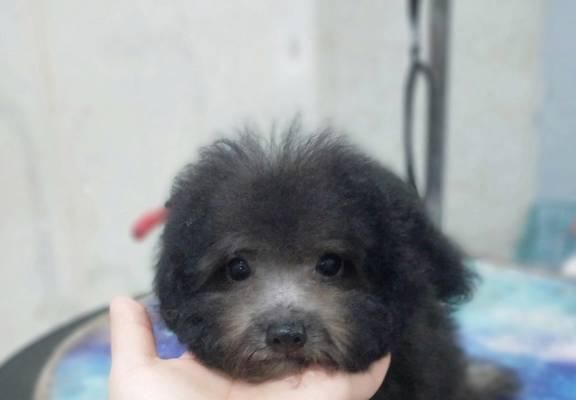 纯种泰迪犬价格分析及选择指南（宠物级泰迪犬的价格区间及如何选择合适的犬只）