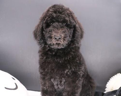 纯种泰迪犬价格分析及选择指南（宠物级泰迪犬的价格区间及如何选择合适的犬只）