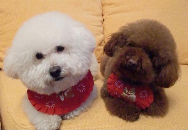 泰迪犬和比熊犬哪个更好养?通过这7点对比,相信你心里有答案了