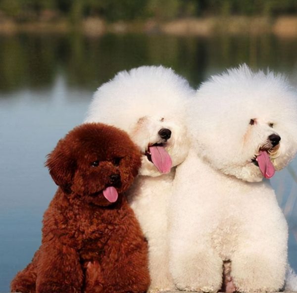 泰迪犬和比熊犬哪个更好养?通过这7点对比,相信你心里有答案了