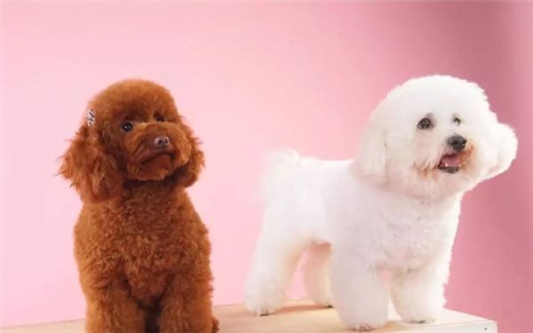 泰迪犬和比熊犬哪个更好养?通过这7点对比,相信你心里有答案了