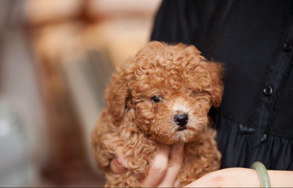 泰迪犬和比熊犬哪个更好养?通过这7点对比,相信你心里有答案了