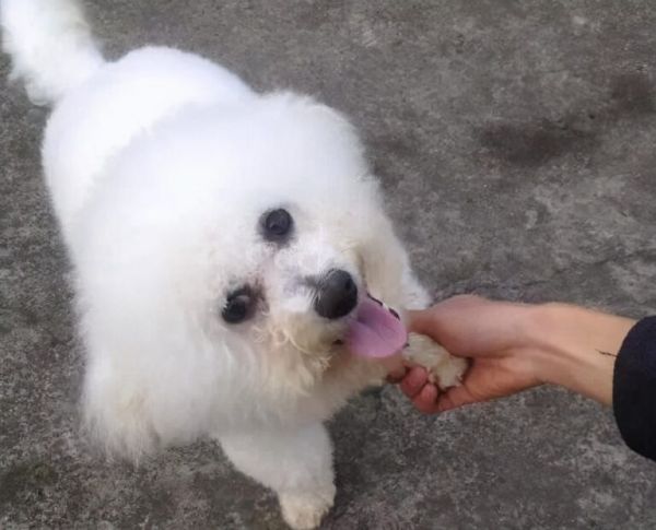 泰迪犬和比熊犬哪个更好养?通过这7点对比,相信你心里有答案了