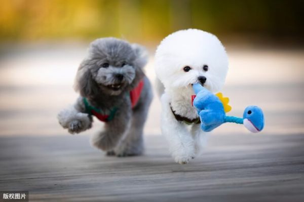 泰迪犬和比熊犬哪个更好养?通过这7点对比,相信你心里有答案了