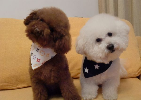 泰迪犬和比熊犬哪个更好养?通过这7点对比,相信你心里有答案了