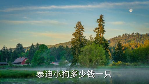 泰迪小狗多少钱一只