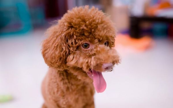 选购泰迪犬，800 元的和 2000 元的差别在哪？