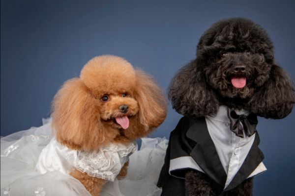选购泰迪犬，800 元的和 2000 元的差别在哪？