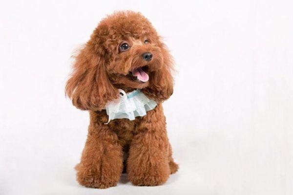 选购泰迪犬，800 元的和 2000 元的差别在哪？