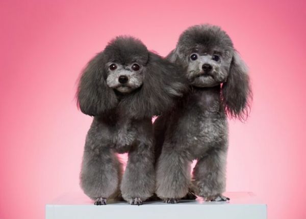 选购泰迪犬，800 元的和 2000 元的差别在哪？