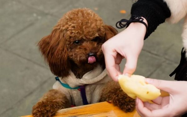 选购泰迪犬，800 元的和 2000 元的差别在哪？