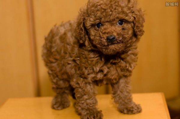 泰迪犬最新市场价
