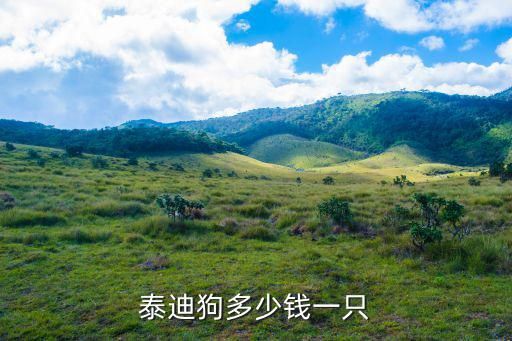 泰迪狗多少钱一只