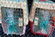 宠物托运）海口宠物出国托运宠物托运运输费用
