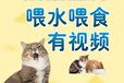 海口宠物出国托运-宠物活体运输