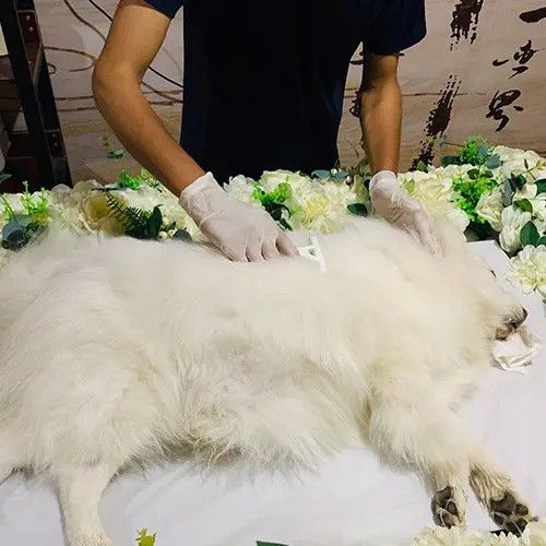 上海宠物火化 宠物归宿 宠物爱屋联系方式 信誉保证，定价合理