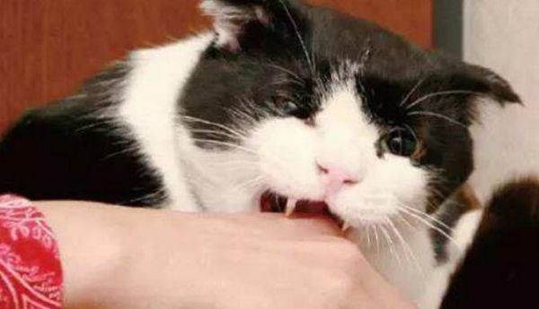 被家猫咬了怎么办