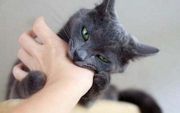 被家猫咬了怎么办