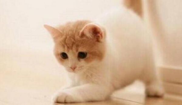 被家猫咬了怎么办