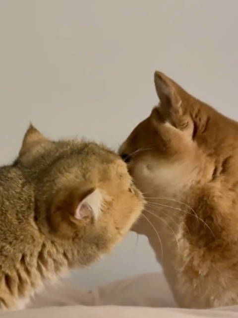 当狗狗被猫猫咬了一口后…