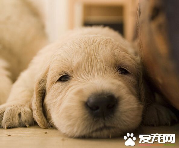 狗被猫咬了怎么办 防止猫狗之间细菌感染