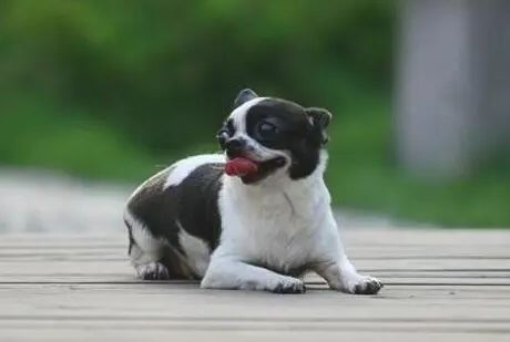 狗狗缺钙，吃什么钙片好？