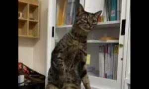 猫咪突然站在电话旁,被主人发现后露出“心虚”表情